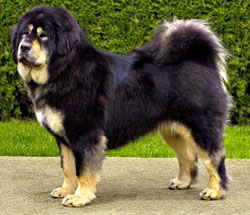 TIBETANSKI MASTIF