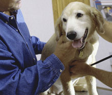 S psom pri veterinarju