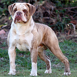 CAMPEIRO BULDOG (Buldogue Campeiro, Brazilian Bulldog)