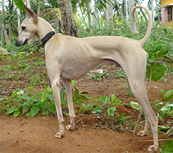 CHIPPIPARAI (Chippiparai Hound, Tamil Greyhound)