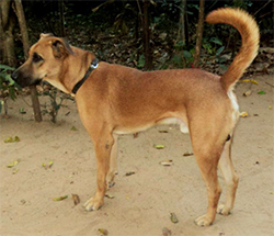COMBAI (Kombai dog, Indian Bear Hound)