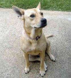 KAROLINŠKI PES (Caroline dog, American Dingo)