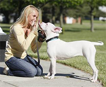 Nasveti za komuniciranje z gluhim psom ter vzgoja gluhega psa