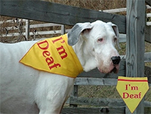 Nasveti za komuniciranje z gluhim psom ter vzgoja gluhega psa