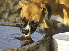 Splošno o pasji prehrani, Pasja prehrana, pes pije vodo