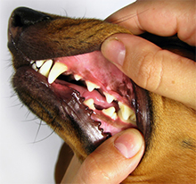 Oživljanje psa, Pregled dlesni