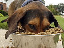 Prehrana odraslih psov v mirovanju ter prehrana delovnih psov
