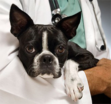 Najpogostejše bolezni psov ter možnost preventivne zaščite, pri veterinarju