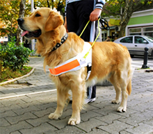 Psi pomočniki slepih ter slabovidnih oseb