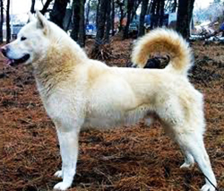 PUNGSAN (Pungsan Dog, Korean Pungsan)