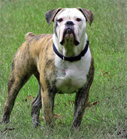 STAROBOSTONSKI BULDOG (Old Boston Bulldog, Boston Bull)