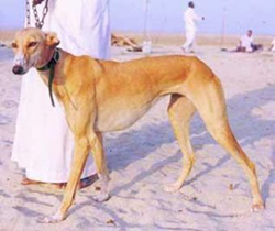 TAZI (Anadolu Sultan Tazisi, Turkish Greyhound)